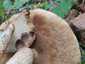 Vörös érdestinóru (Leccinum albostipitatum), Budai-hegység